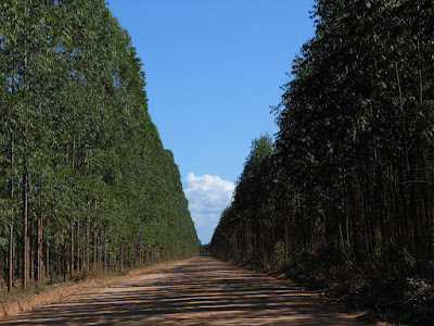 Estrada de Regência. Foto Gilson Soares, 2014.