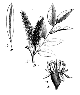 Cabureíba (Myrocarpus frondosus).
